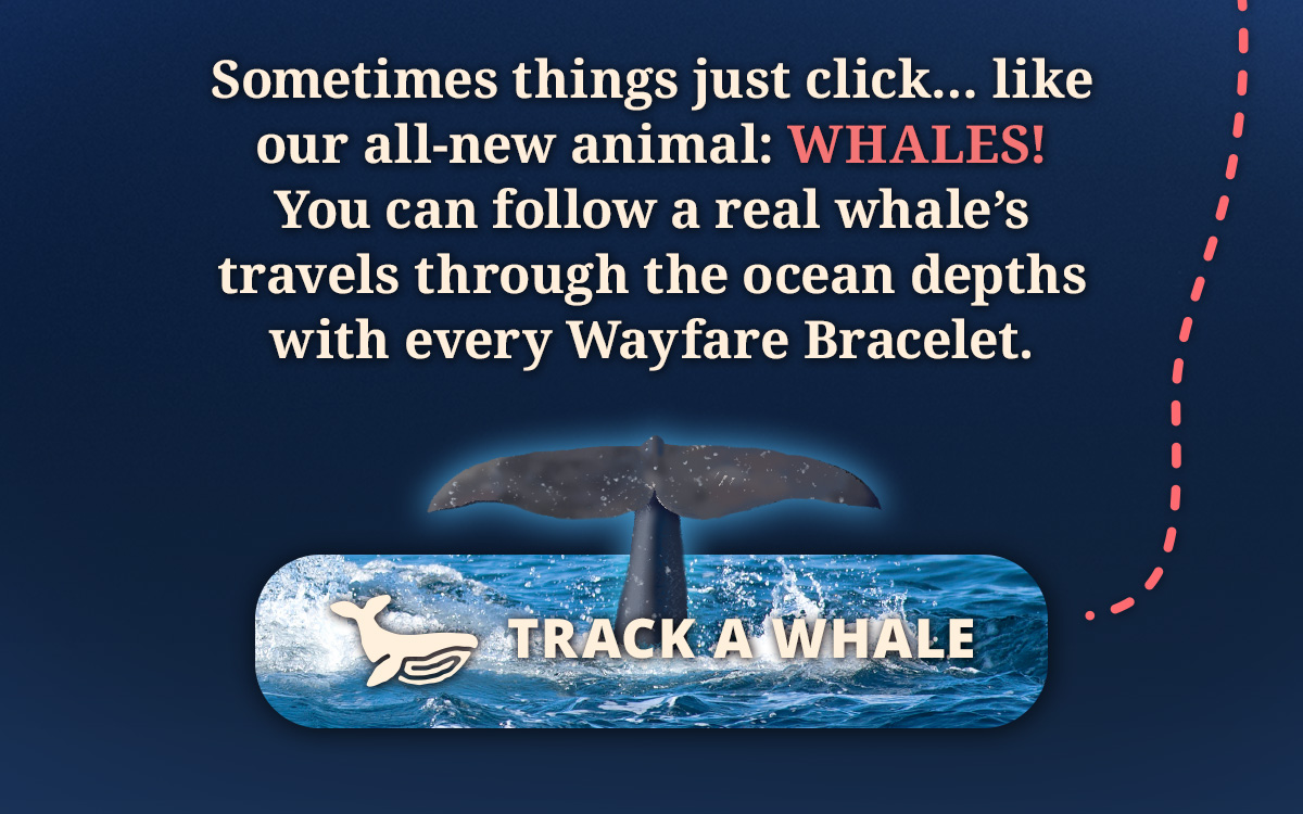 Track a whale!
