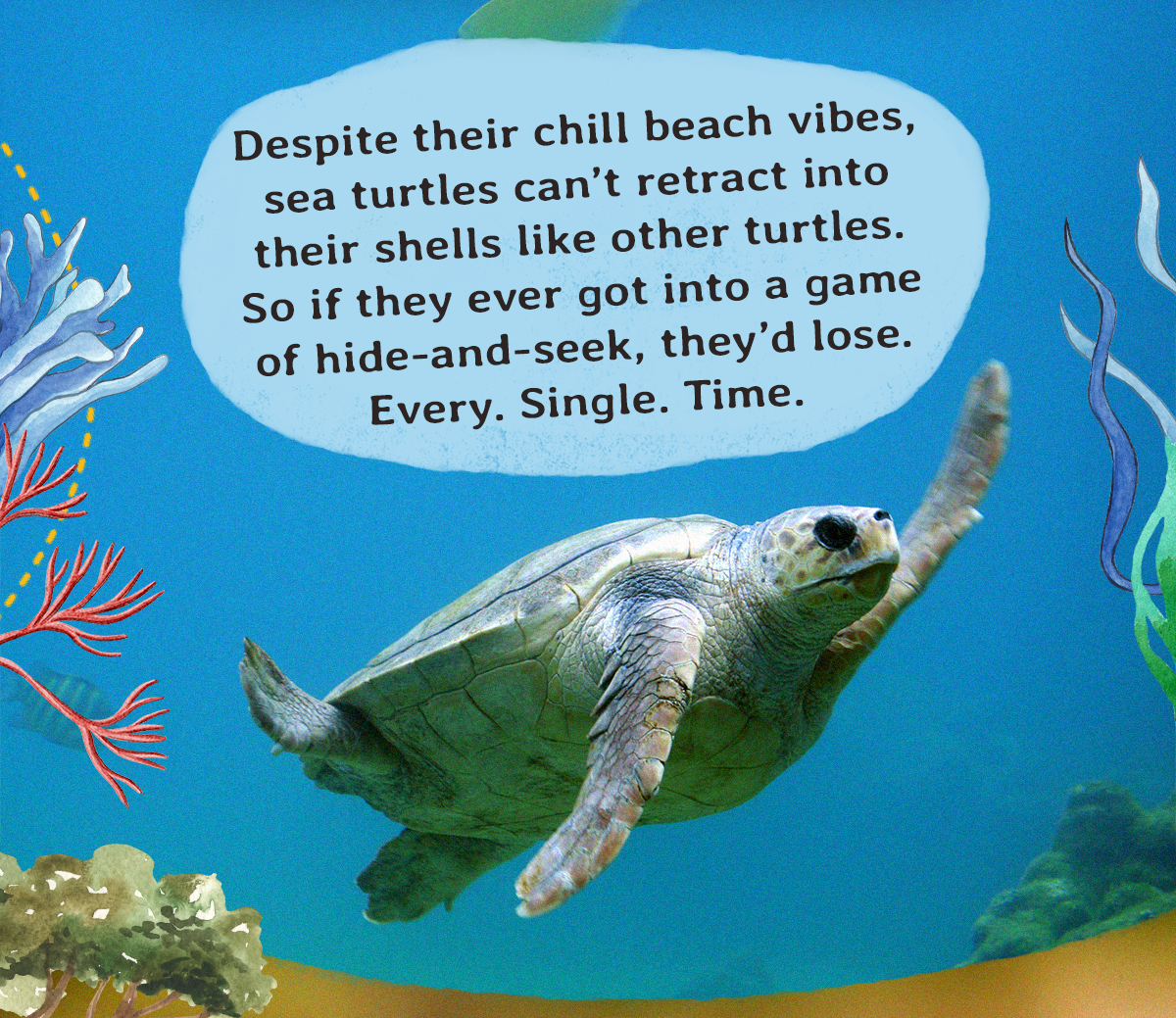 Track a sea turtle