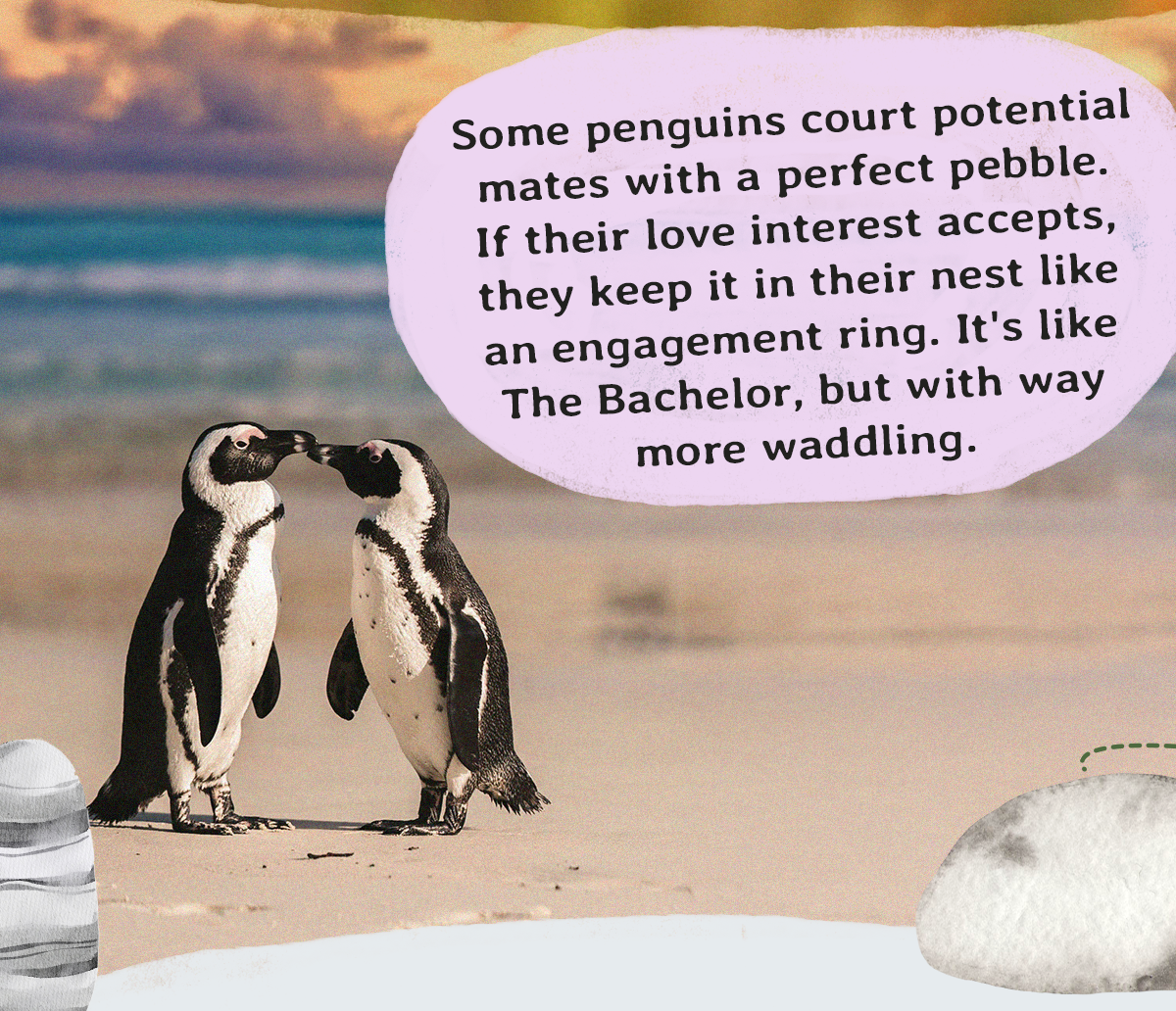 Track a penguin