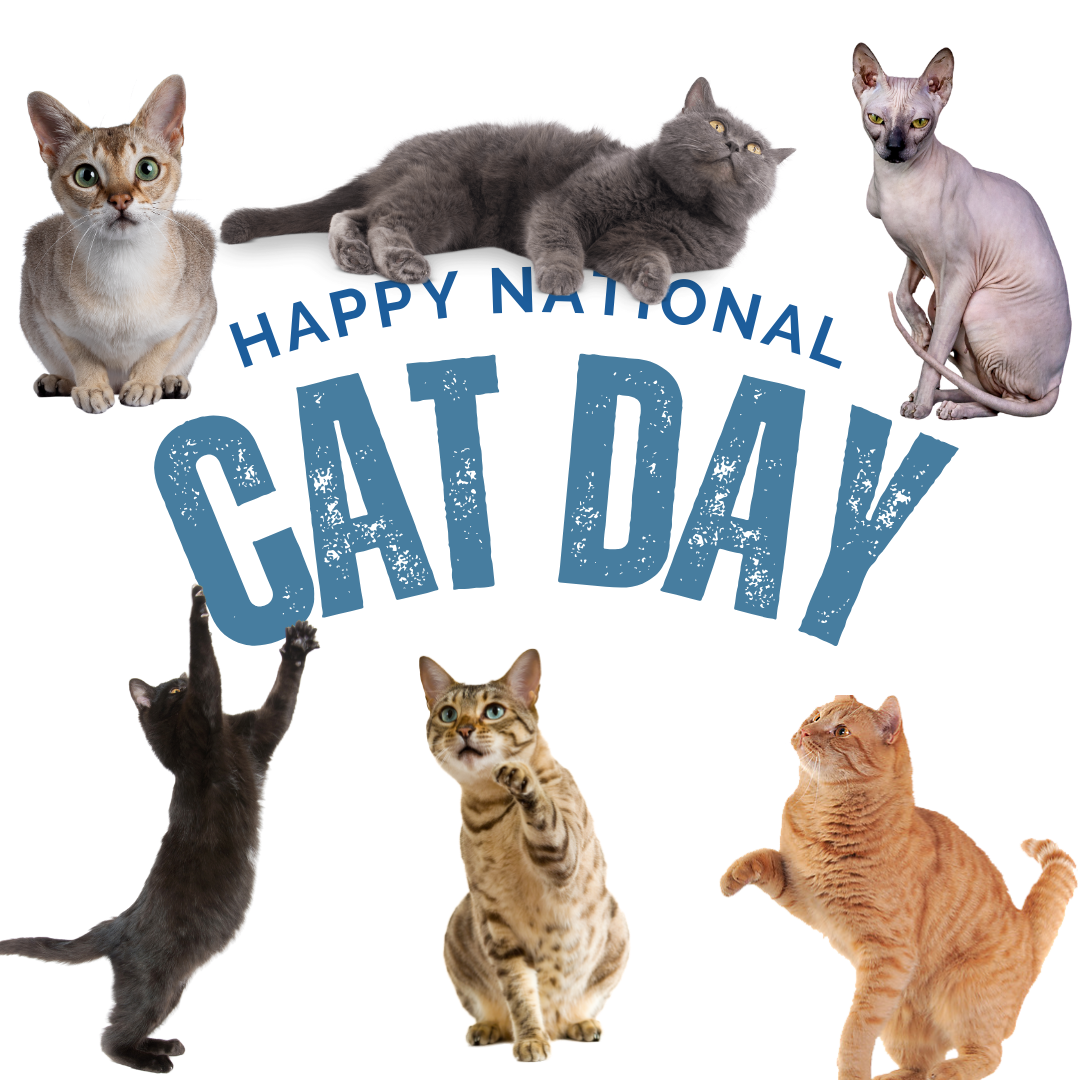Happy National Cat Day with 6 cats. 
