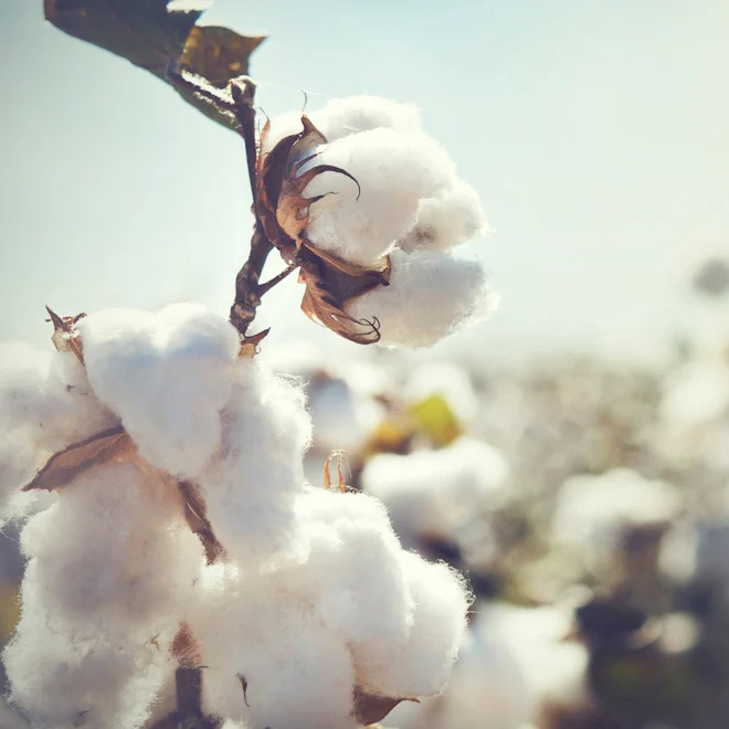 GOTS Certified Organic Cotton
