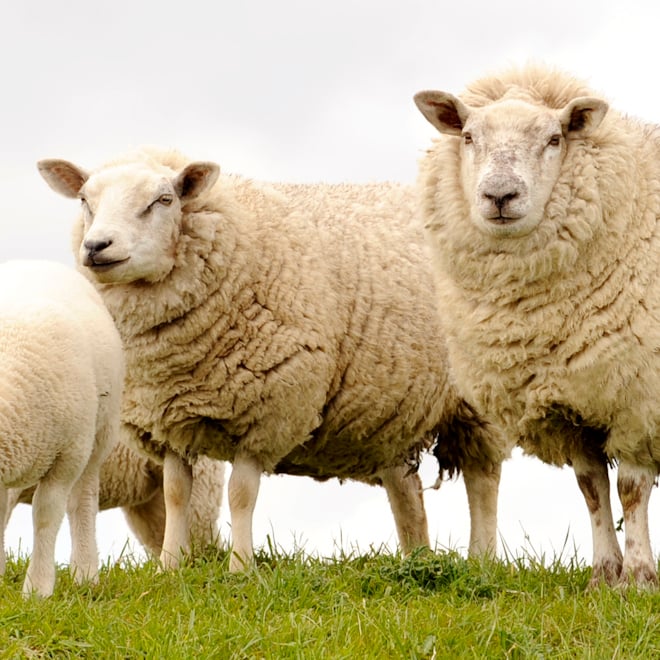 GOTS Certified Organic Wool