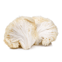 Lion's Mane