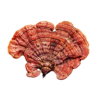 Reishi