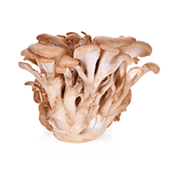 Maitake