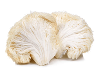 Lion's Mane
