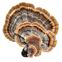Turkey Tail