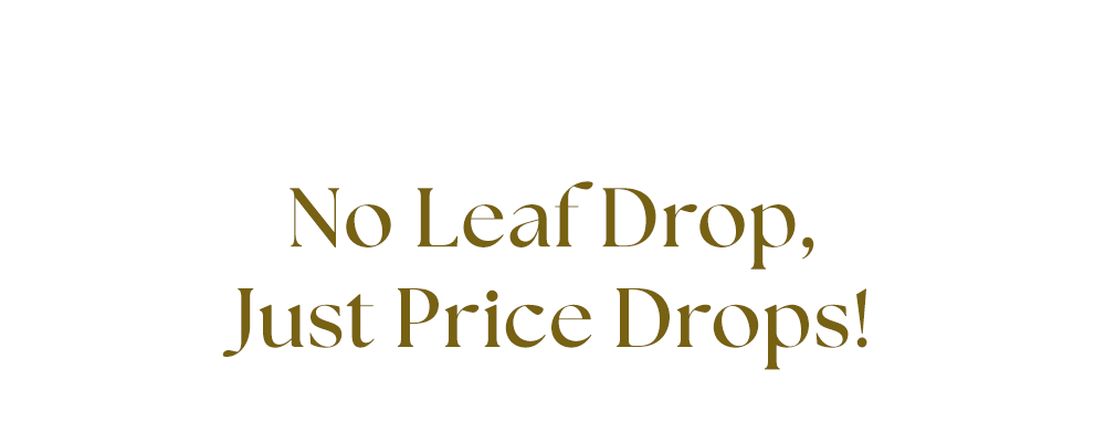 No Leaf Drop. Just Price Drops! No Leaf Drop. Just Price Drops!
