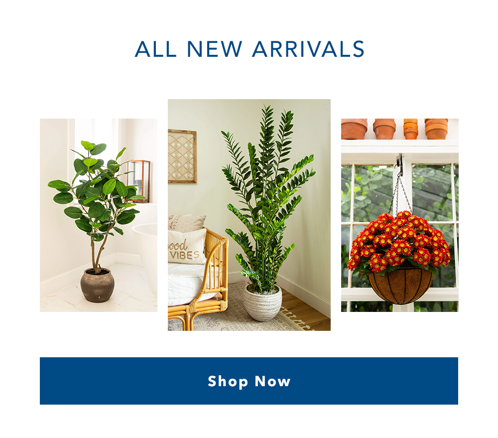 All New Arrivals | Shop Now