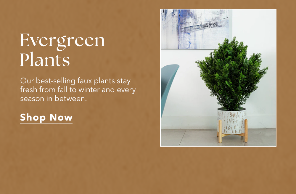 Evergreen Plants