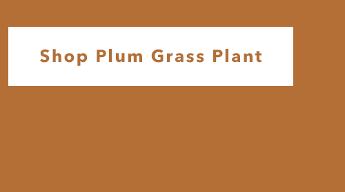Shop Plum Grass Plant