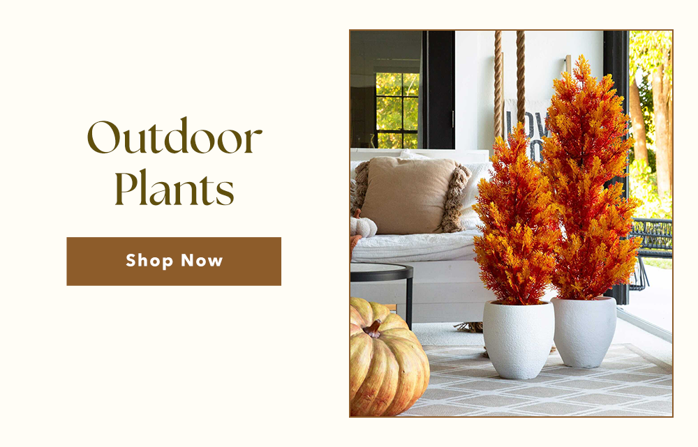 Outdoor Plants | Shop Now 