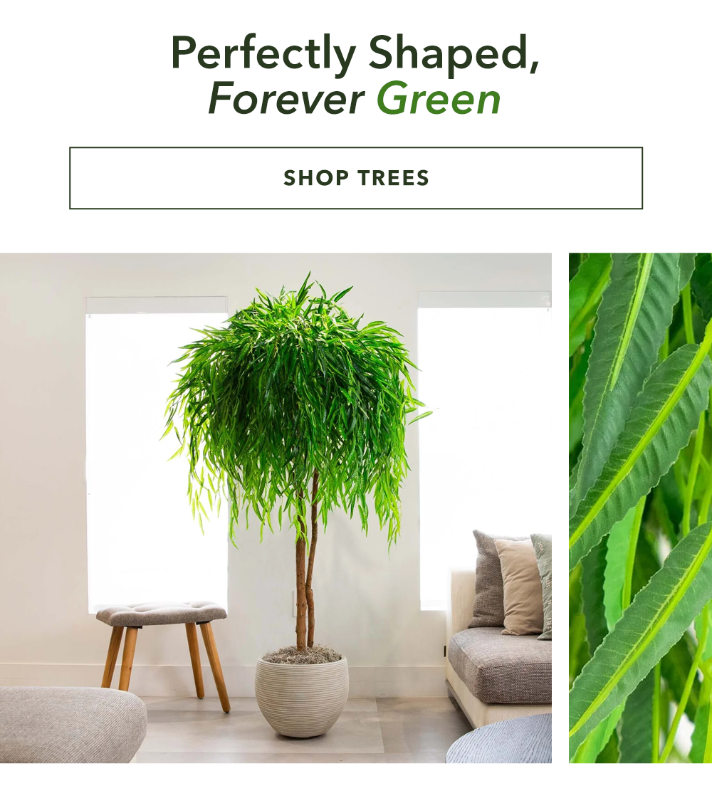 Perfectly Shaped, Forever Green - Shop Trees