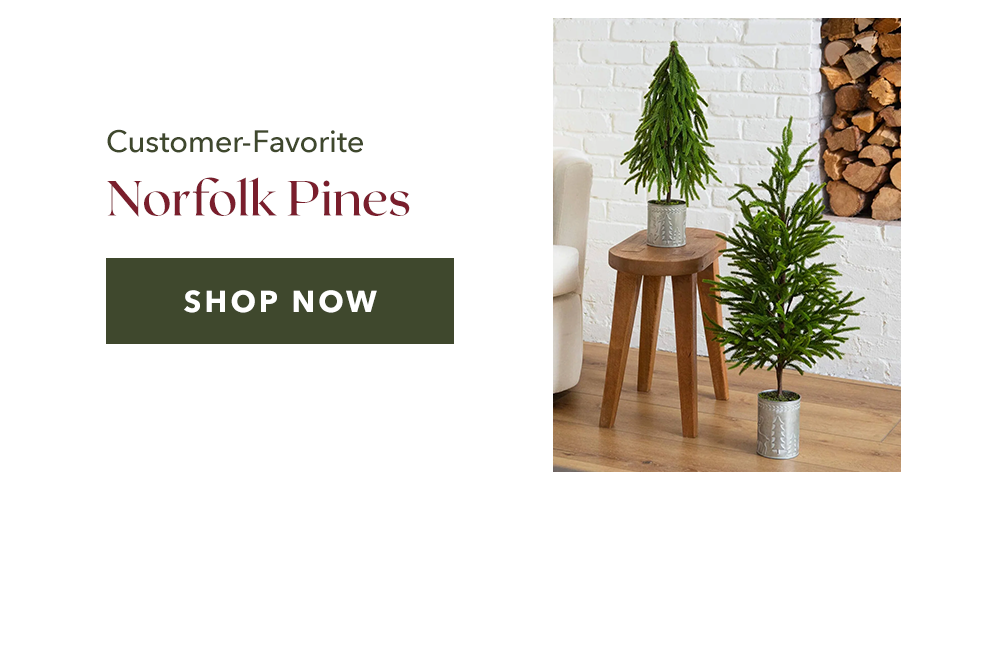 Customer-Favorite Norfolk Pines - SHOP NOW