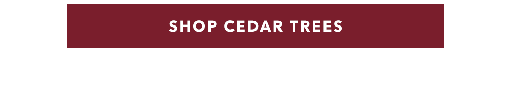 SHOP CEDAR TREES
