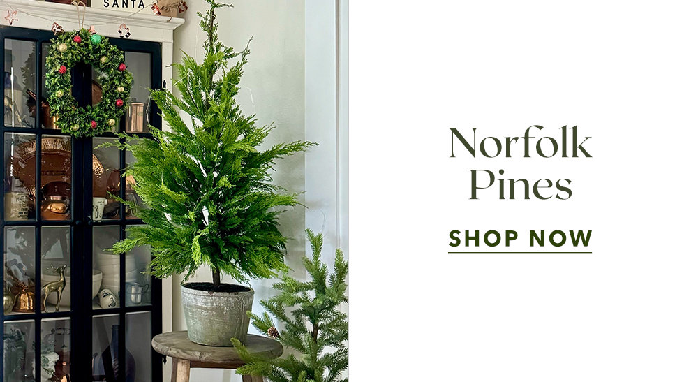 Norfolk Pines - Shop Now
