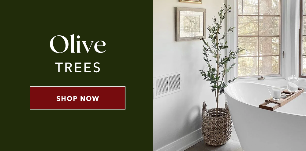 Olive Trees