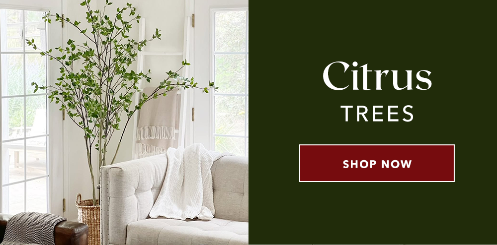  Citrus Trees