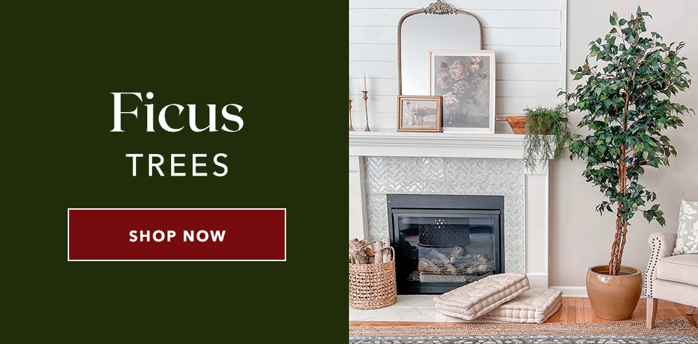 Ficus Trees