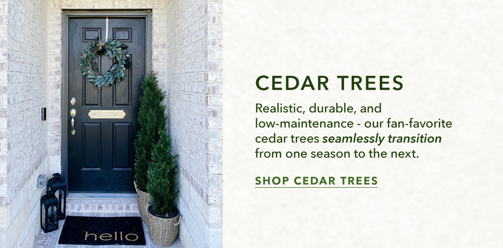 Cedar Trees