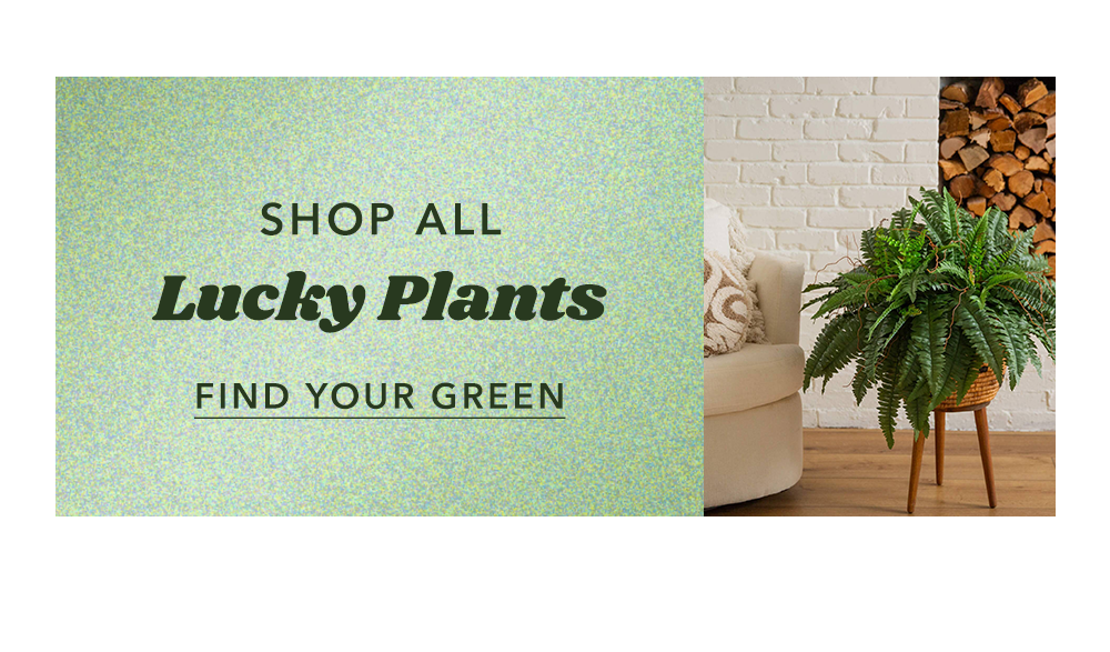 Shop all lucky plants