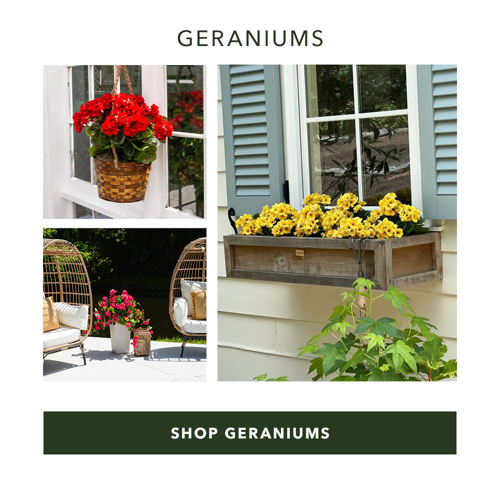 Geraniums