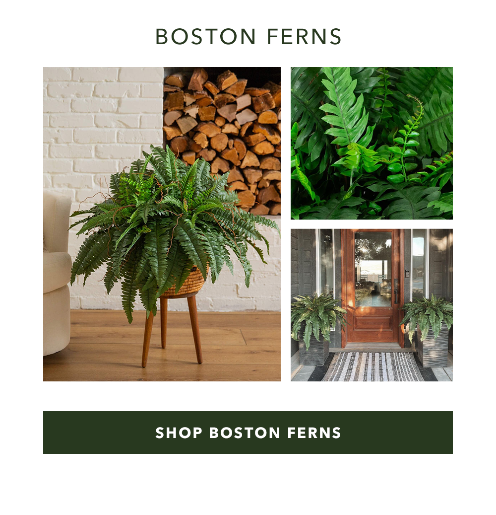 Boston Ferns