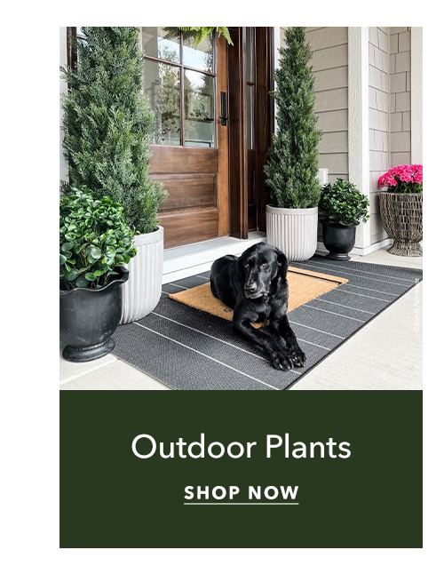 Outdoor Plants