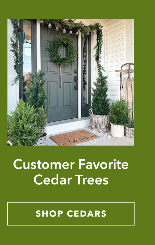 Customer Favorite Cedar Trees