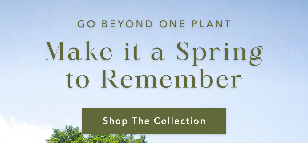 Shop the Collection