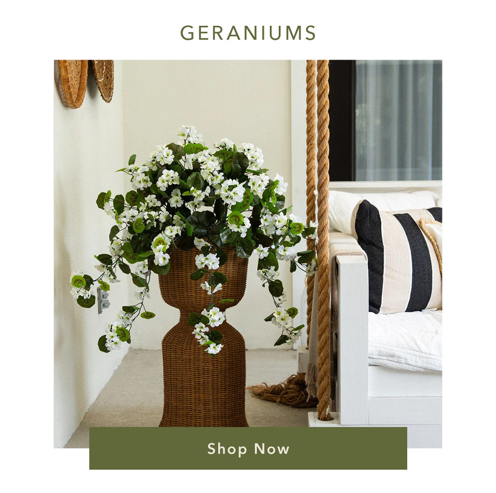Geraniums