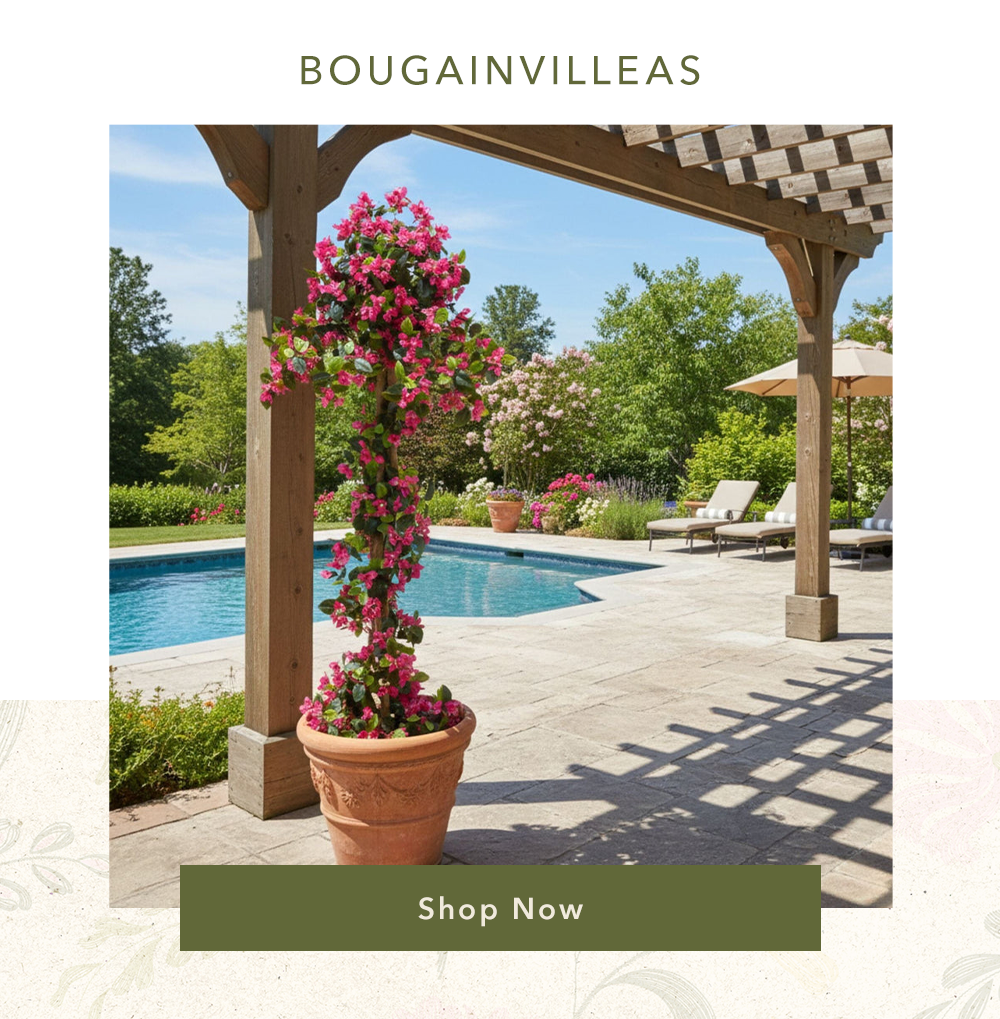 Bougainvilleas