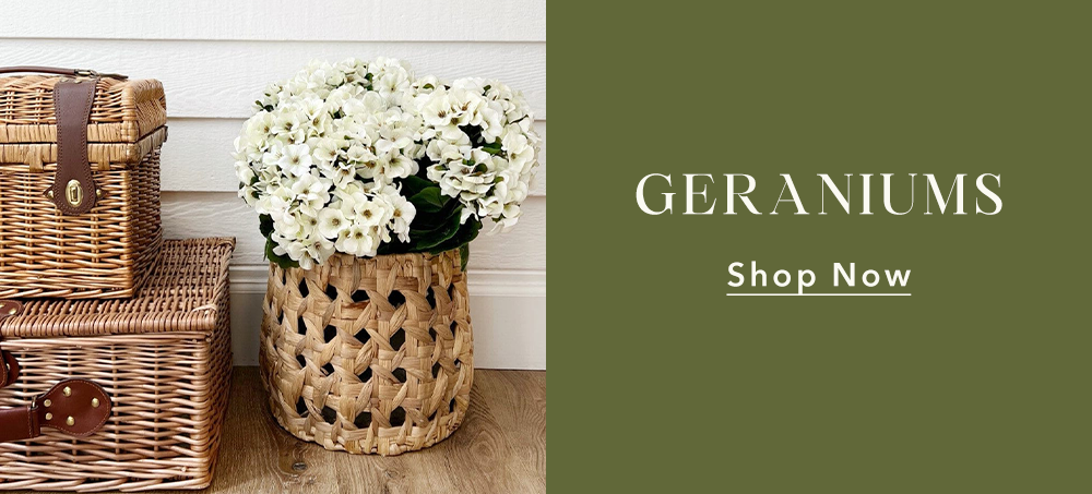 Geraniums