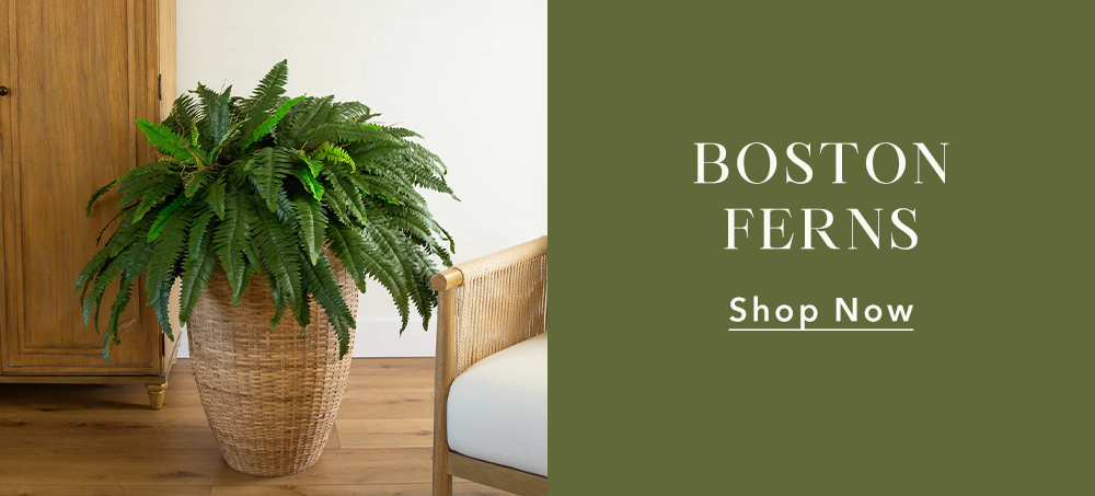 Boston Ferns