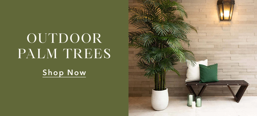 Outdoor Palm Trees