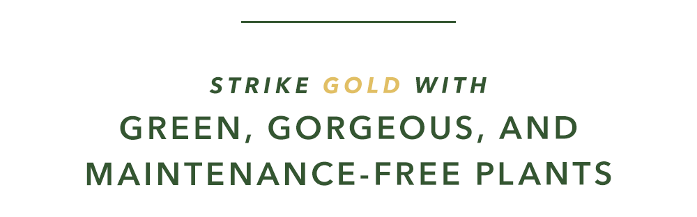 Strike Gold with Green, Gorgeous, and Maintenance-Free Plants