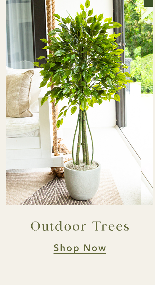 Outdoor Trees