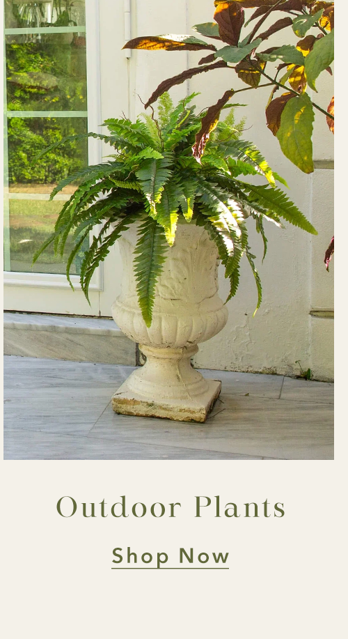 Outdoor Plants