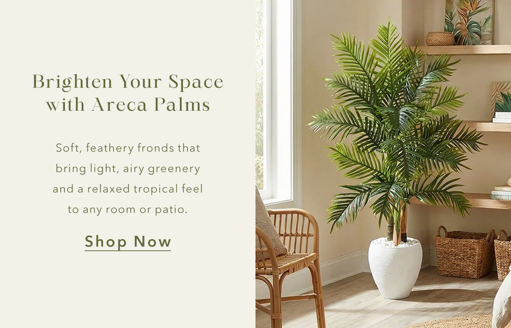 Brighten Your Space with Areca Palms