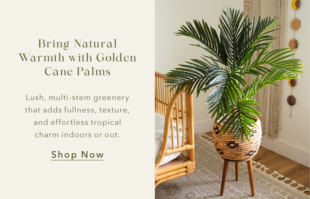 Bring Natural Warmth with Golden Cane Palms