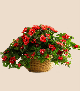 SHOP FLORAL BUSHES