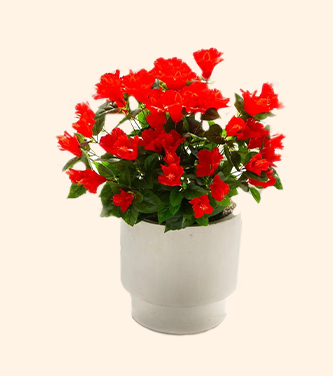 SHOP FLORAL BUSHES