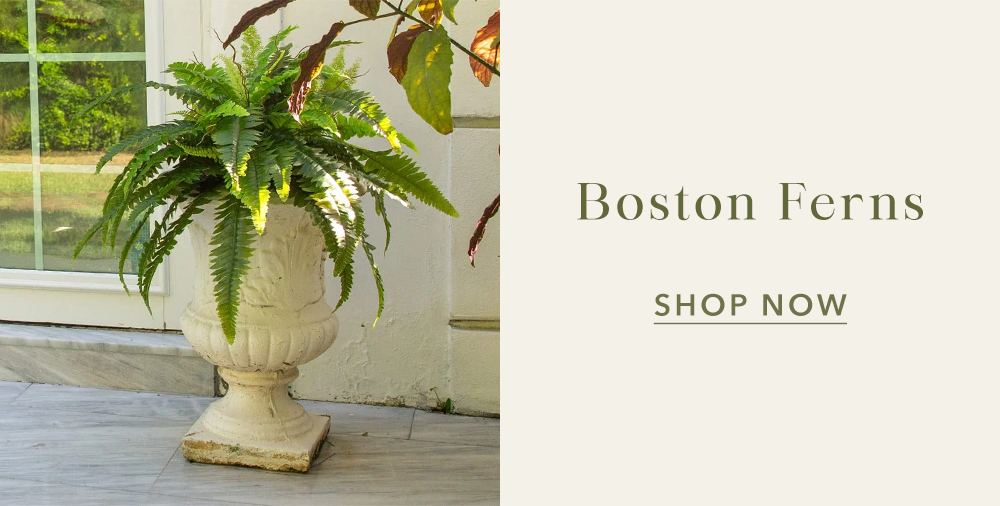 Boston Ferns