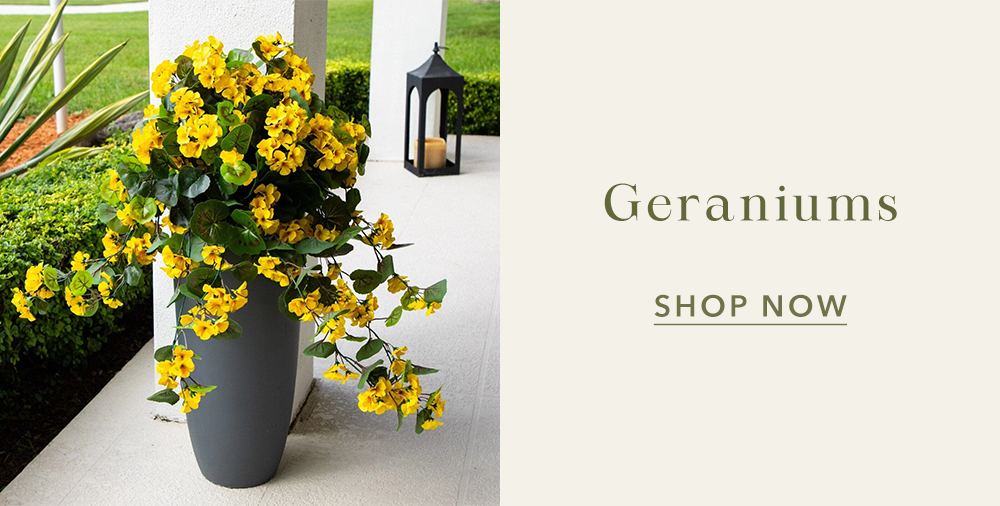 Geraniums
