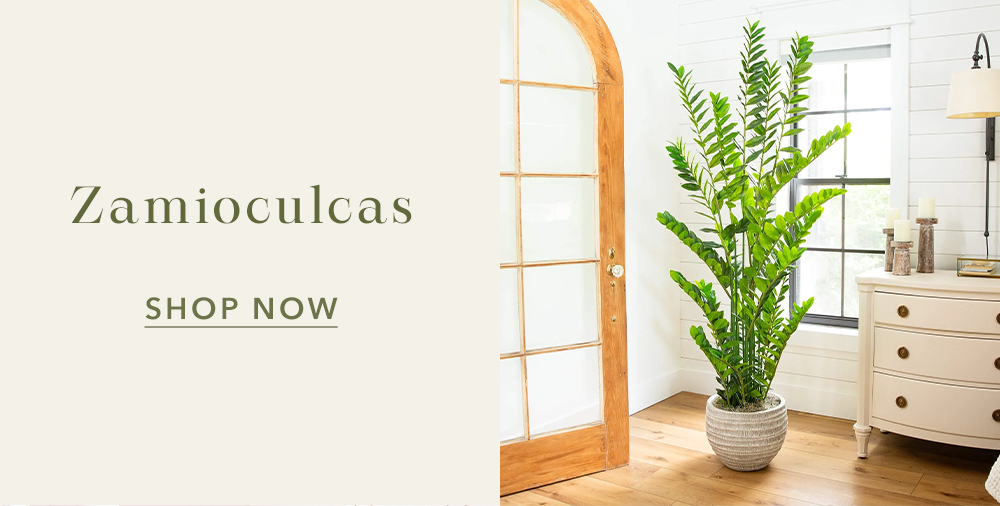 Zamioculcas