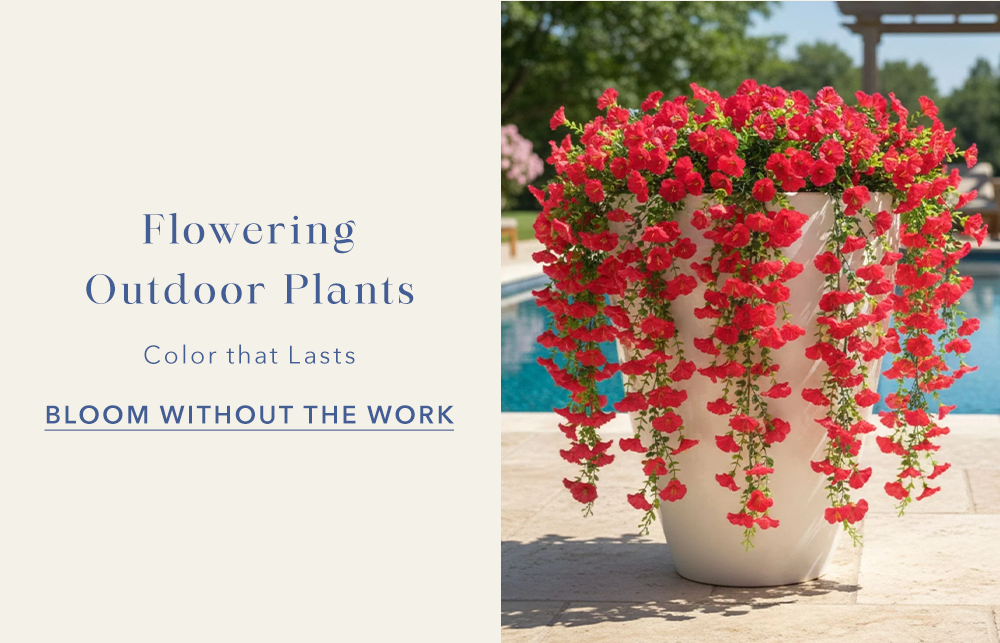 Flowering Outdoor Plants