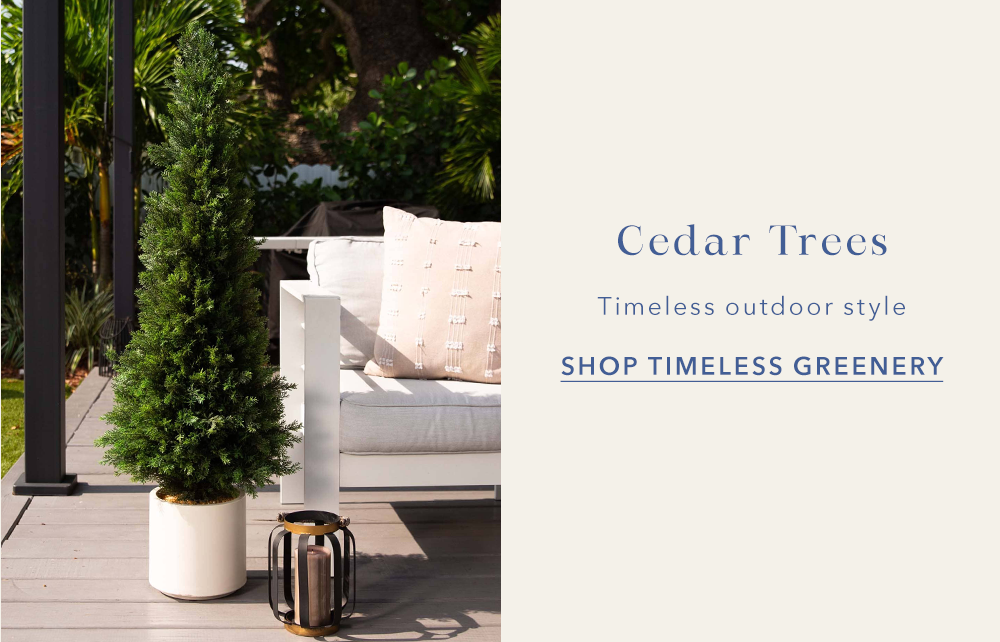 Cedar Trees