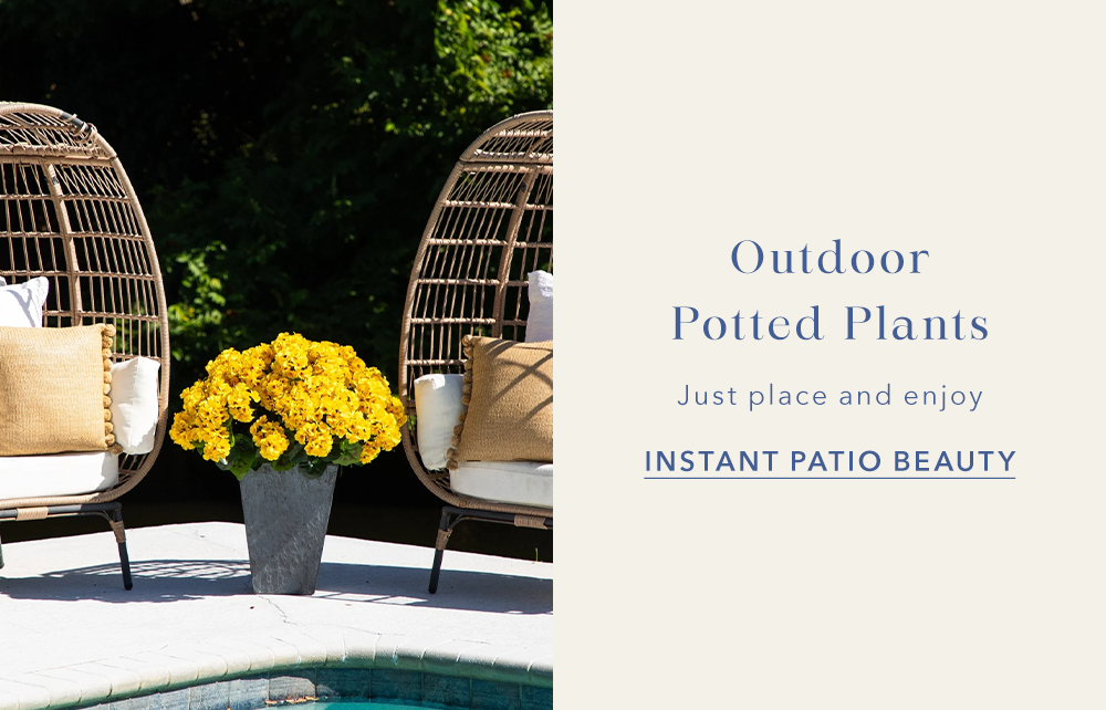 Outdoor Potted Plants