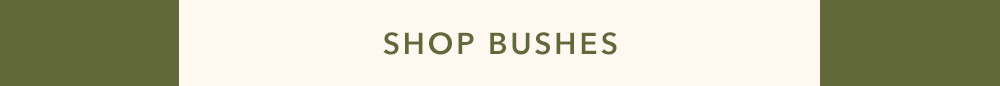 SHOP BUSHES SHOP BUSHES