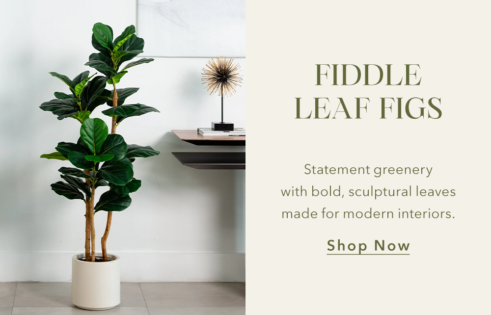 FIDDLE LEAF FIGS